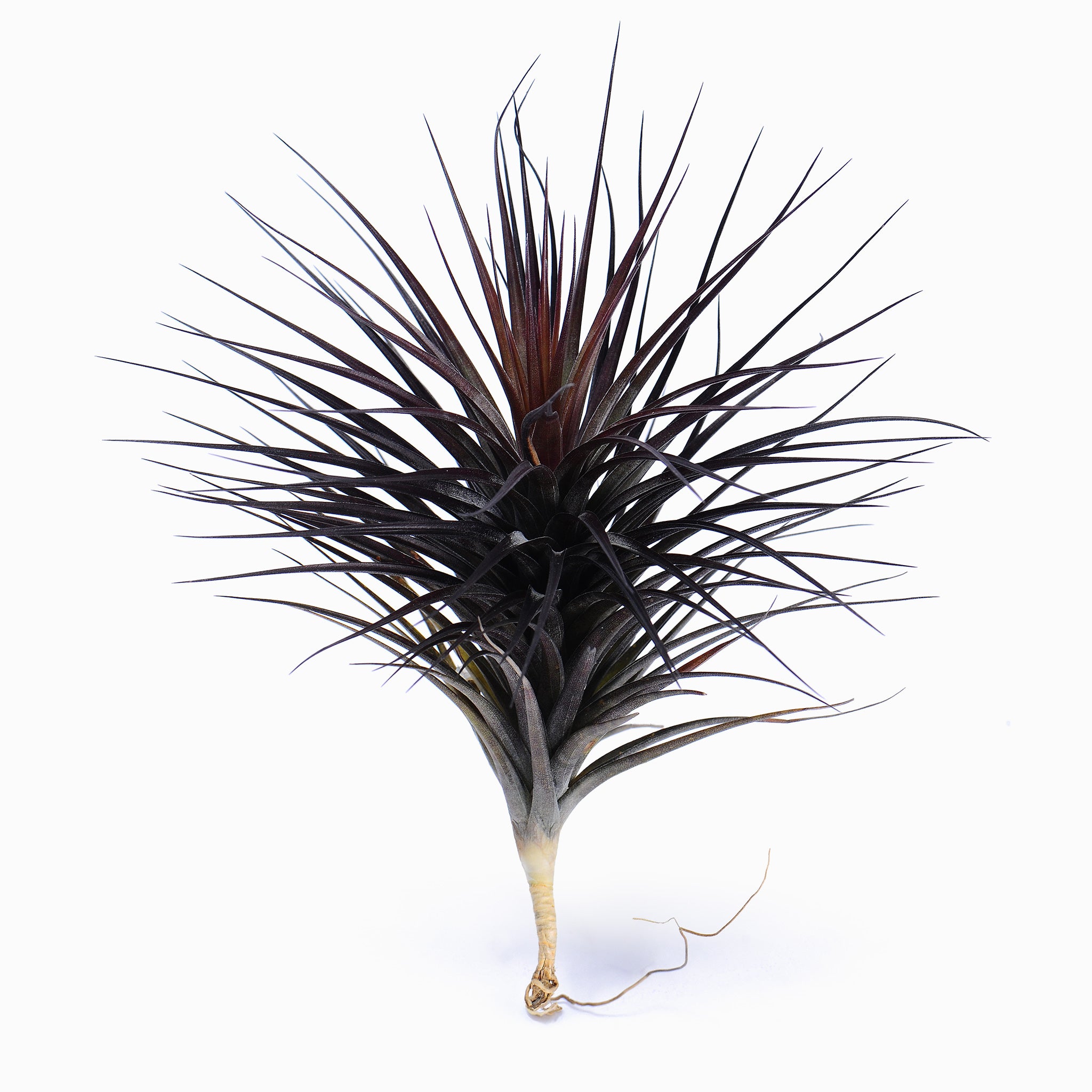Tillandsias tenuifolia Red Form Air Plant