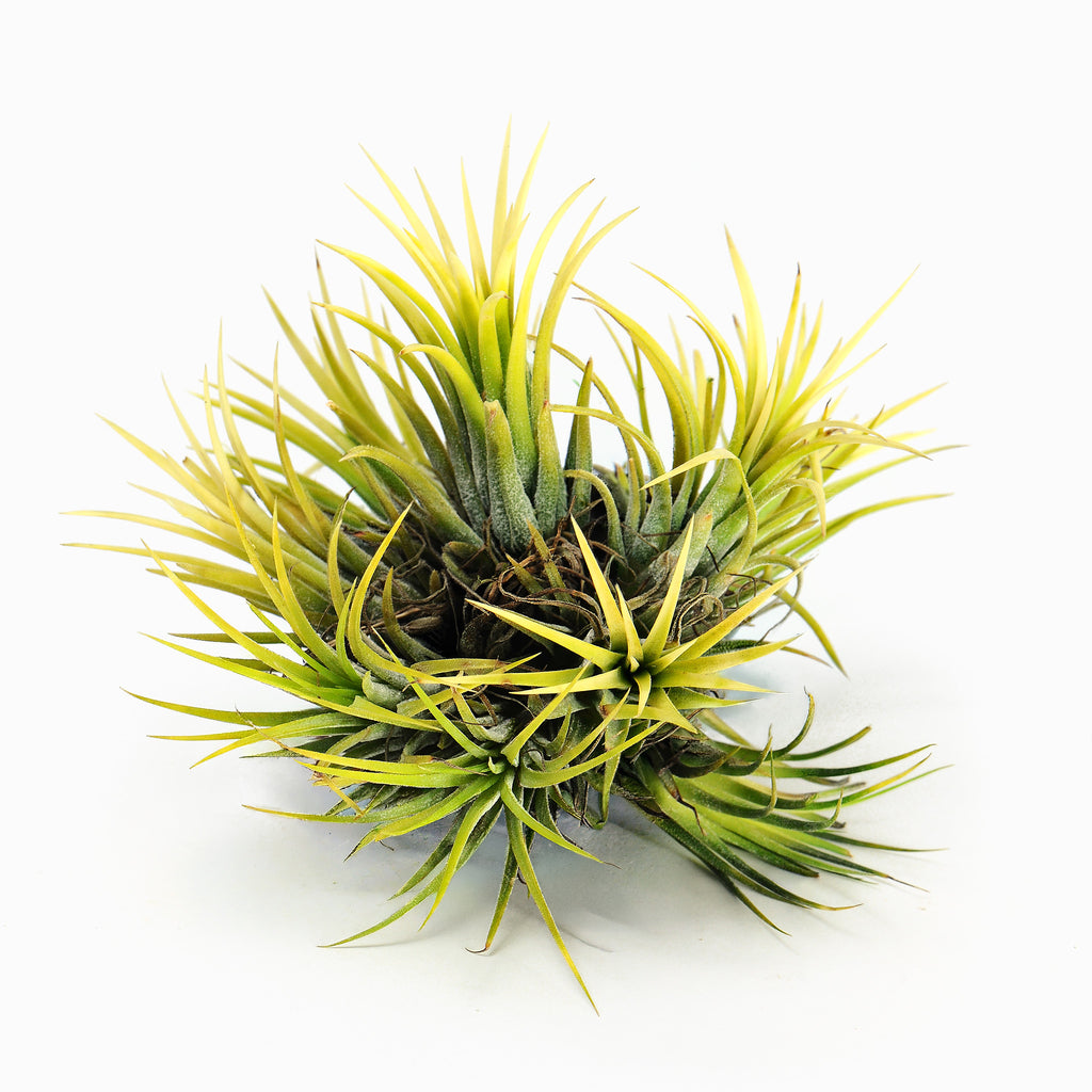Tillandsia ionantha 'Thai Druid' Air Plant