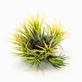 Tillandsia ionantha 'Thai Druid' Air Plant