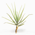 Tillandsia arhiza paraguay Air Plant