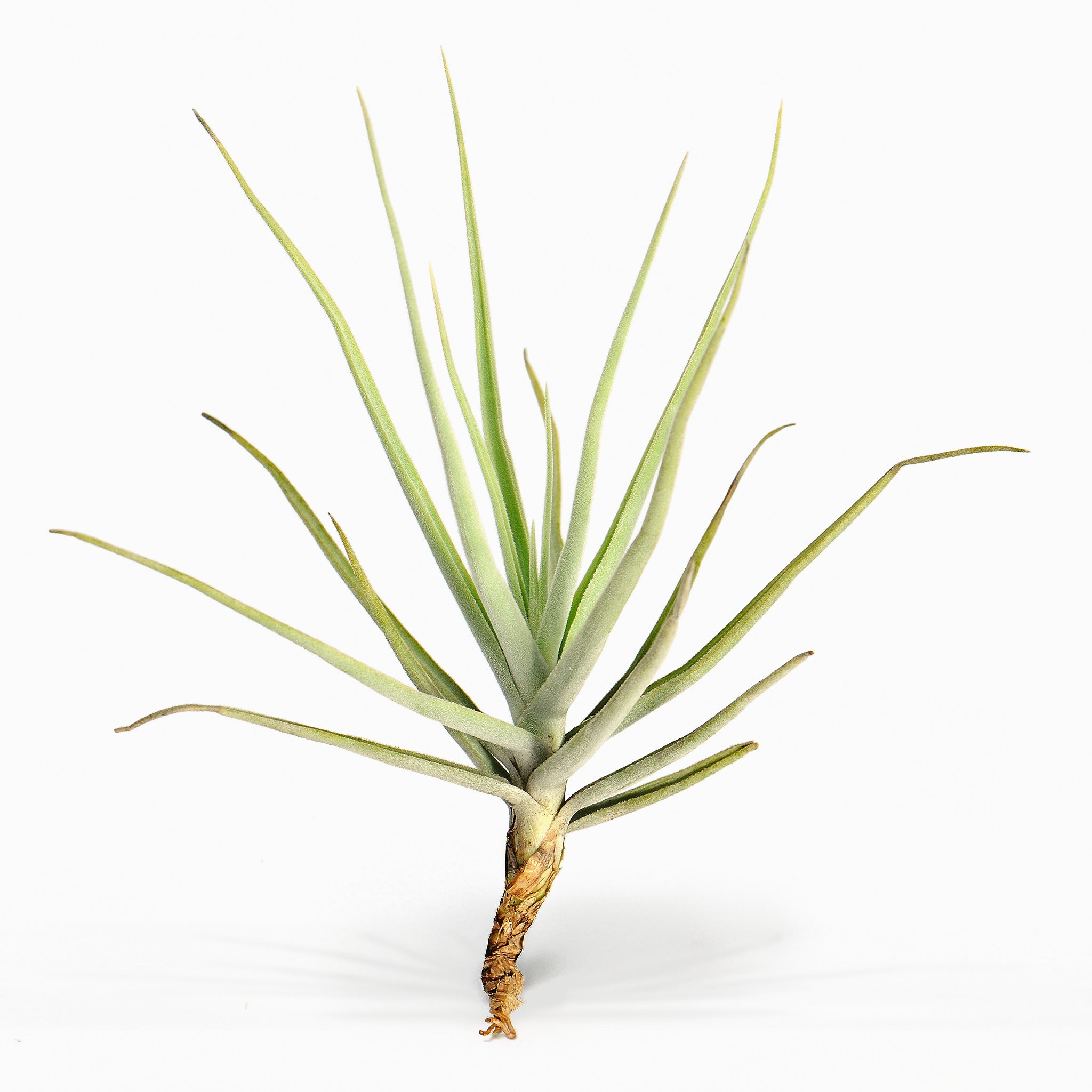 Tillandsia arhiza paraguay Air Plant