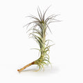Tillandsia arranjei ‘Long Caulescent’ Air Plant