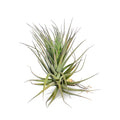 Tillandsia Winners Circle Air Plant