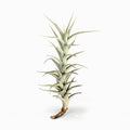 Tillandsia albida var minor Air Plant