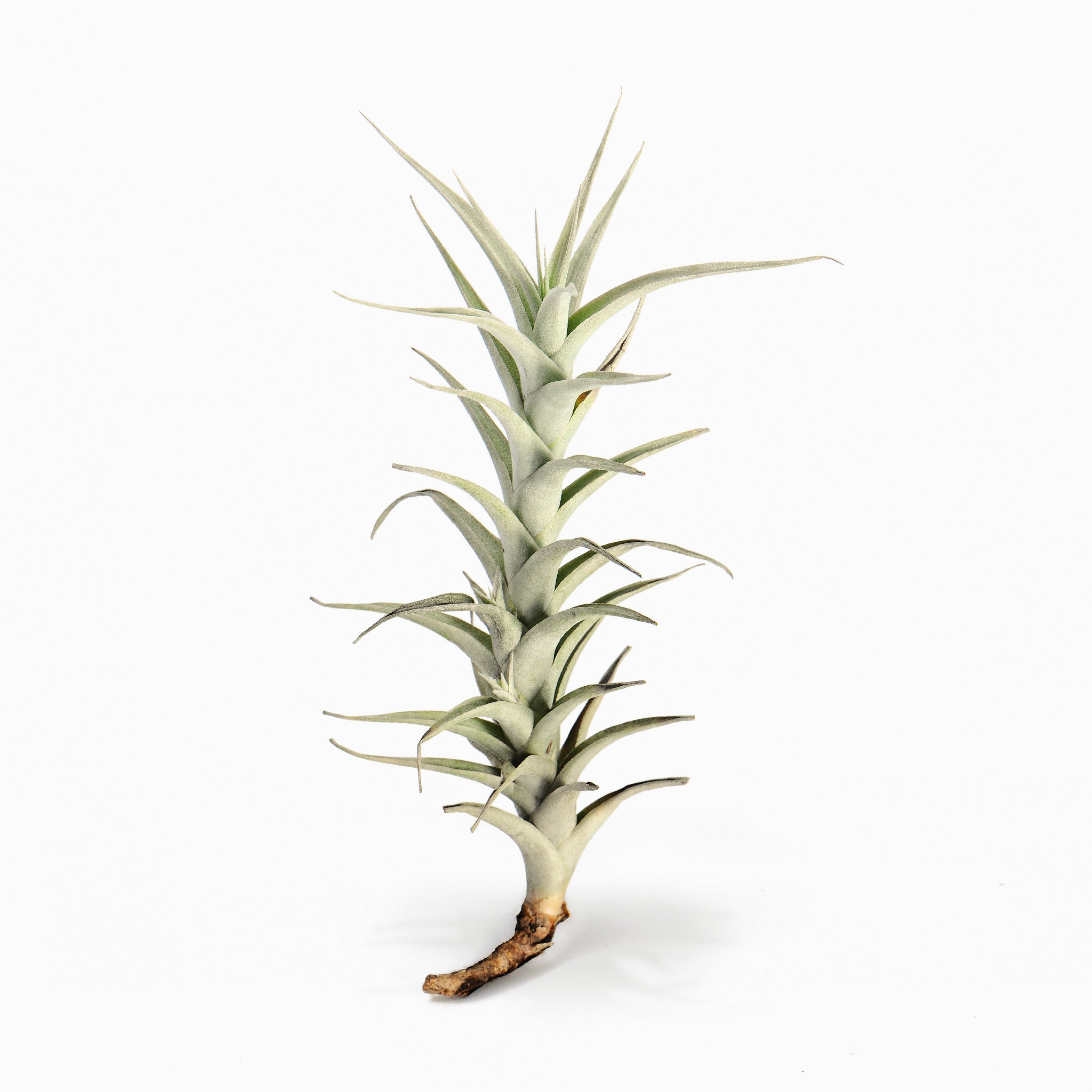 Tillandsia albida var minor Air Plant