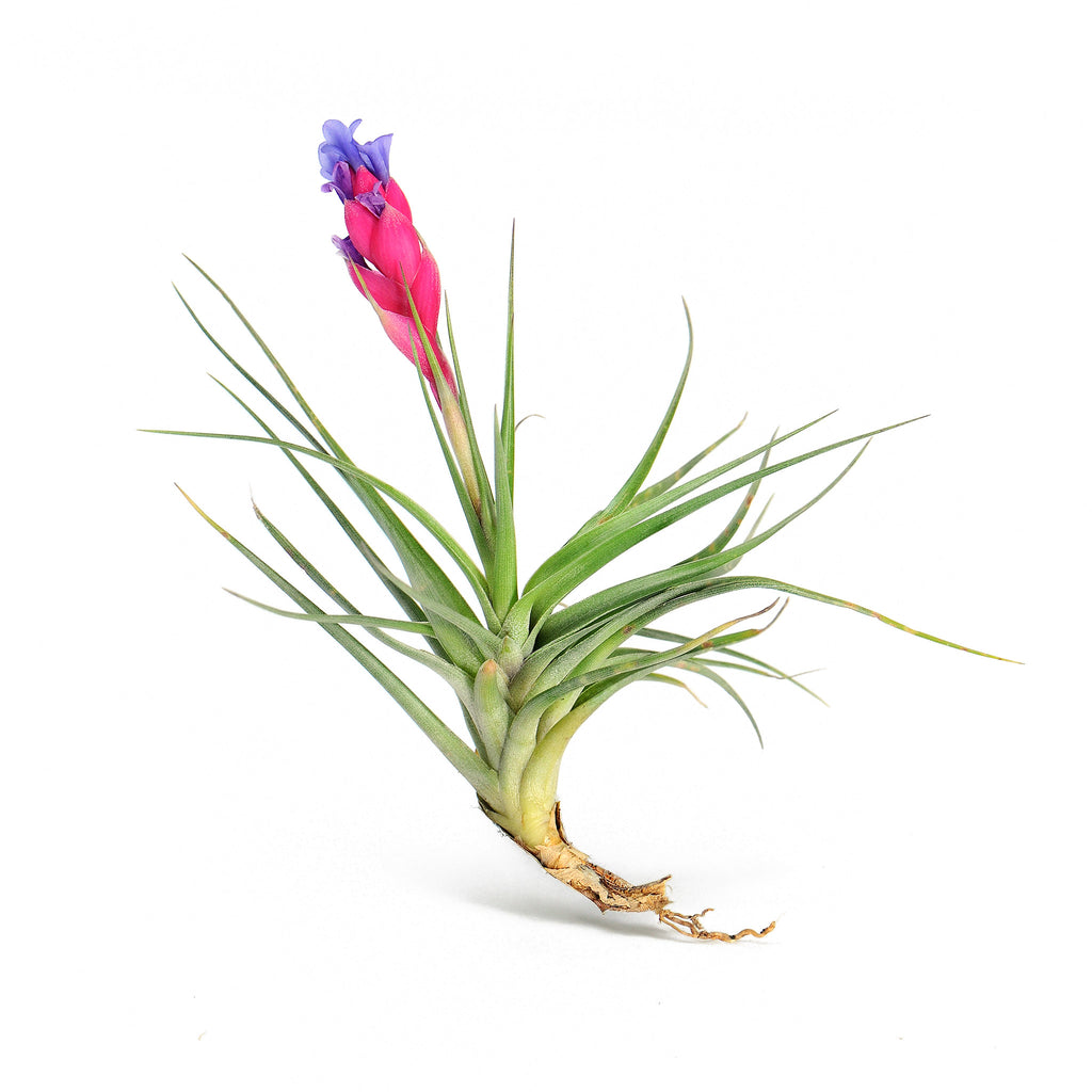 Tillandsia aeranthos Air Plant