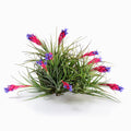 Tillandsia aeranthos Air Plant