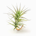 Tillandsia bergeri Air Plant
