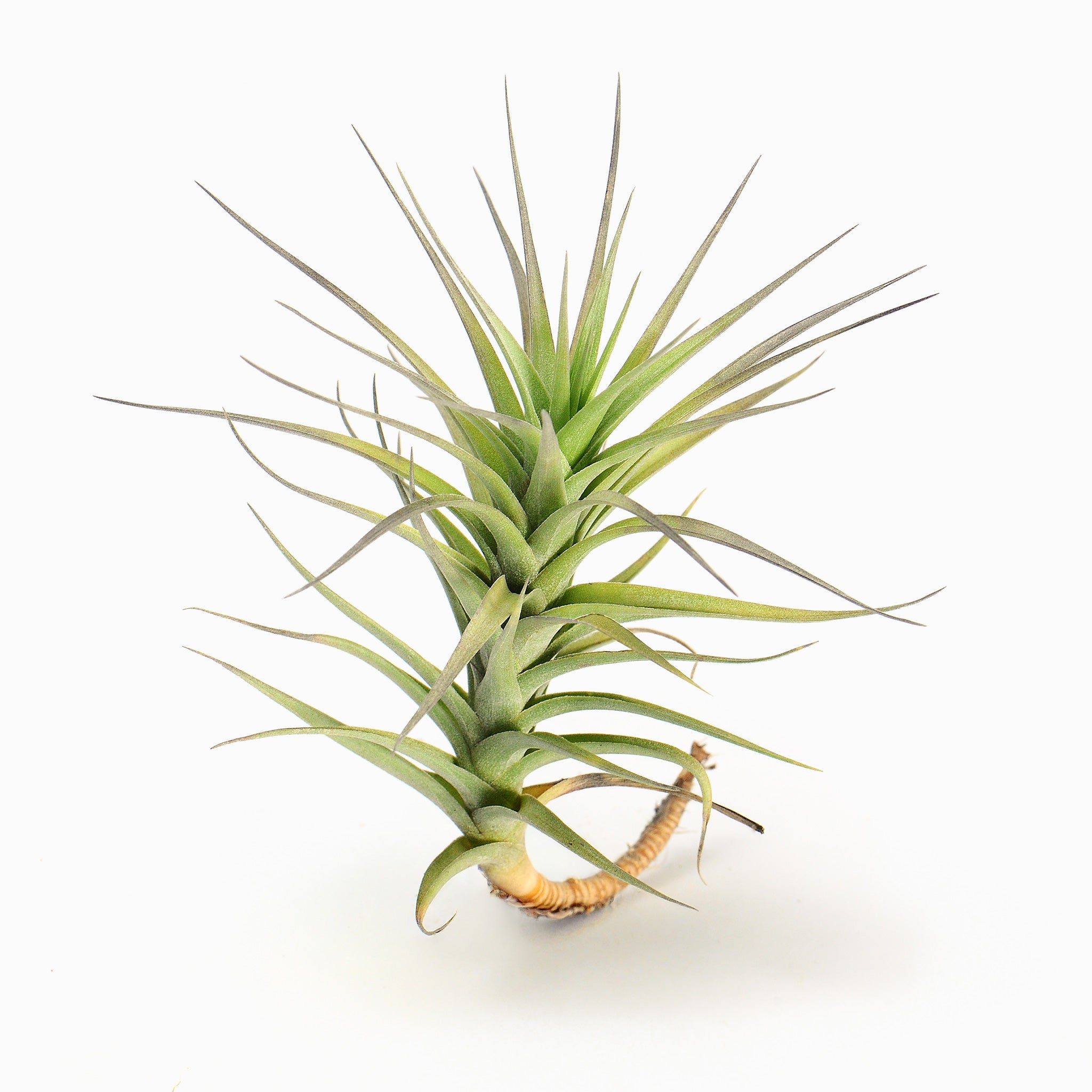 Tillandsia bergeri Air Plant