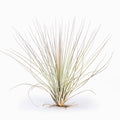 Tillandsia juncea Air Plant