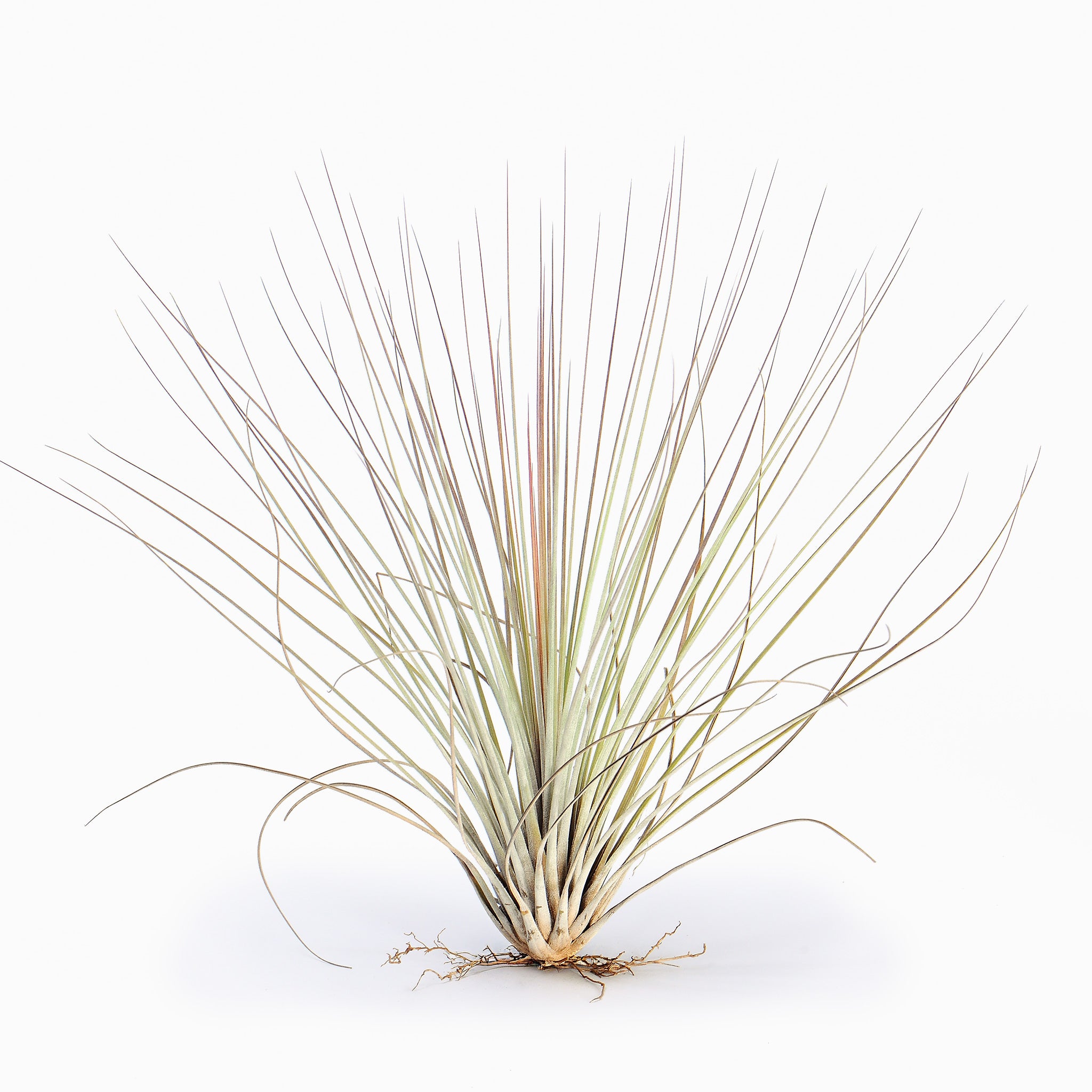 Tillandsia juncea Air Plant