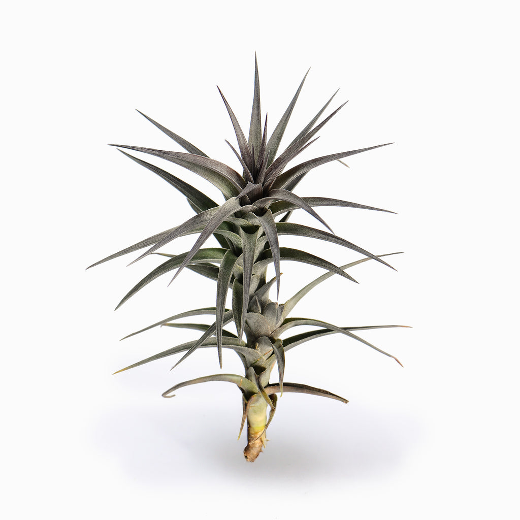 Tillandsia aeranthos Air Plant