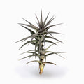 Tillandsia aeranthos Air Plant