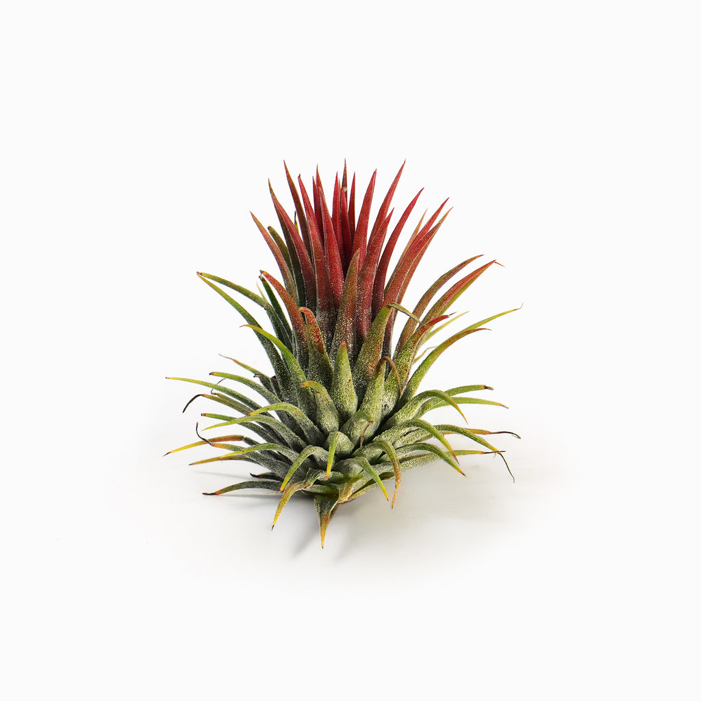Tillandsia ionantha ‘Fuego Red’ Air Plant