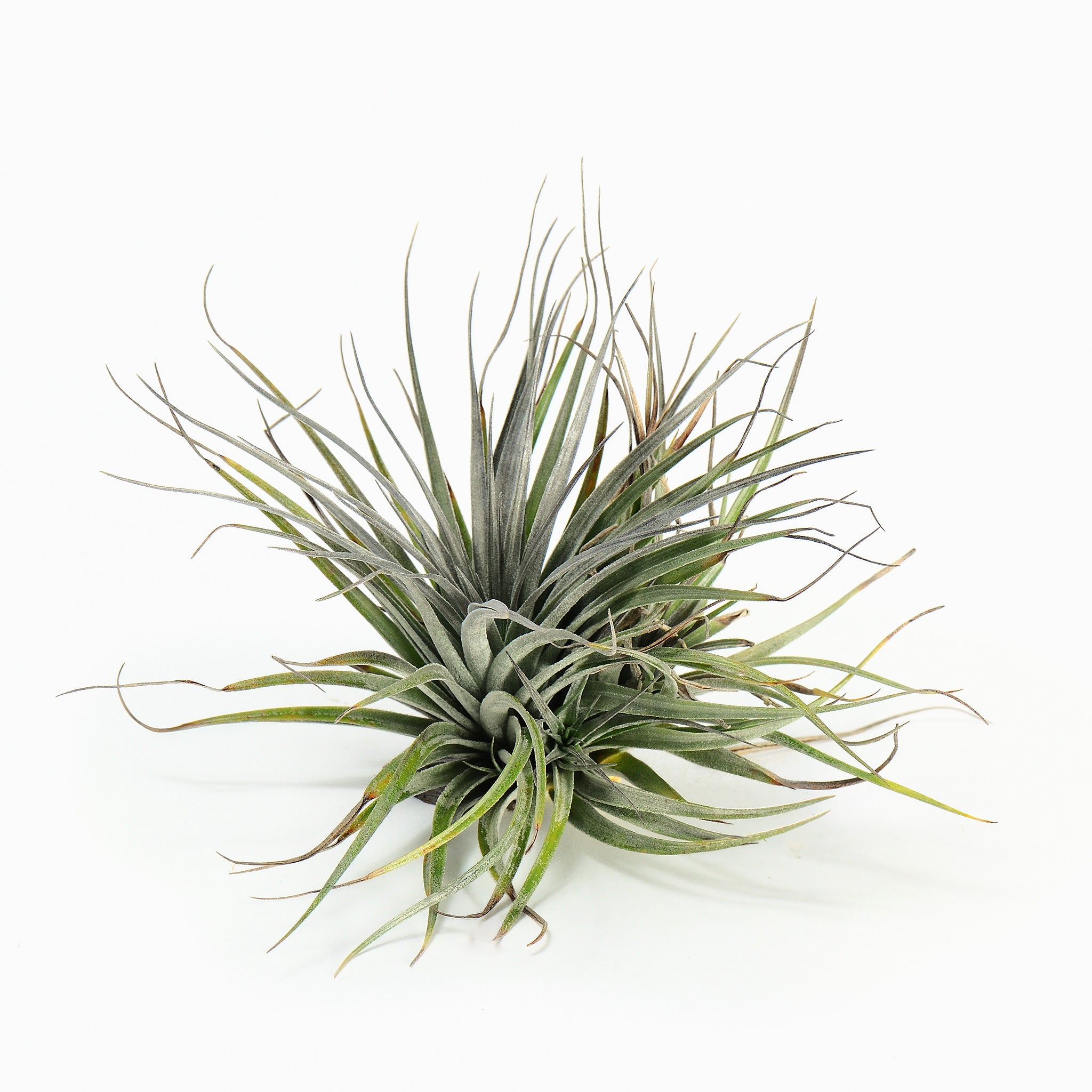 Tillandsia Houston Air Plant