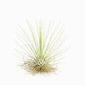 Tillandsia fuchsii var. gracilis Air Plant