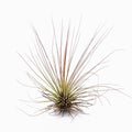 Tillandsia juncifolia Bronze-Red Air Plant