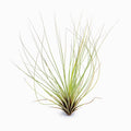 Tillandsia juncifolia Air Plant