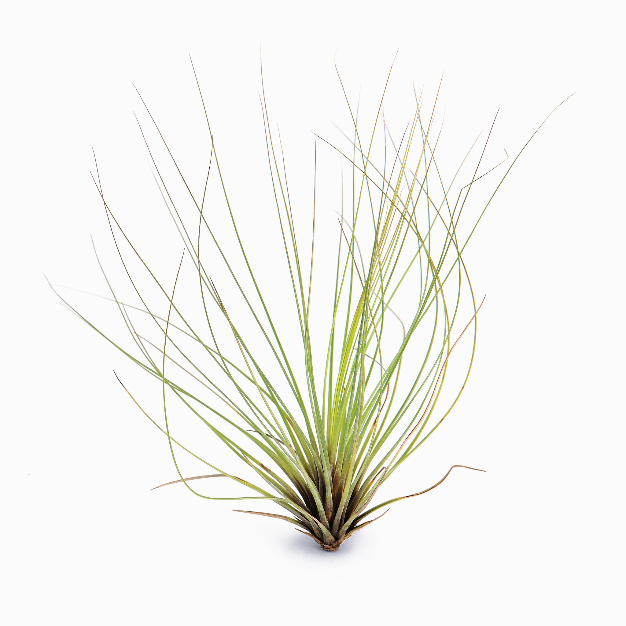 Tillandsia juncifolia Air Plant