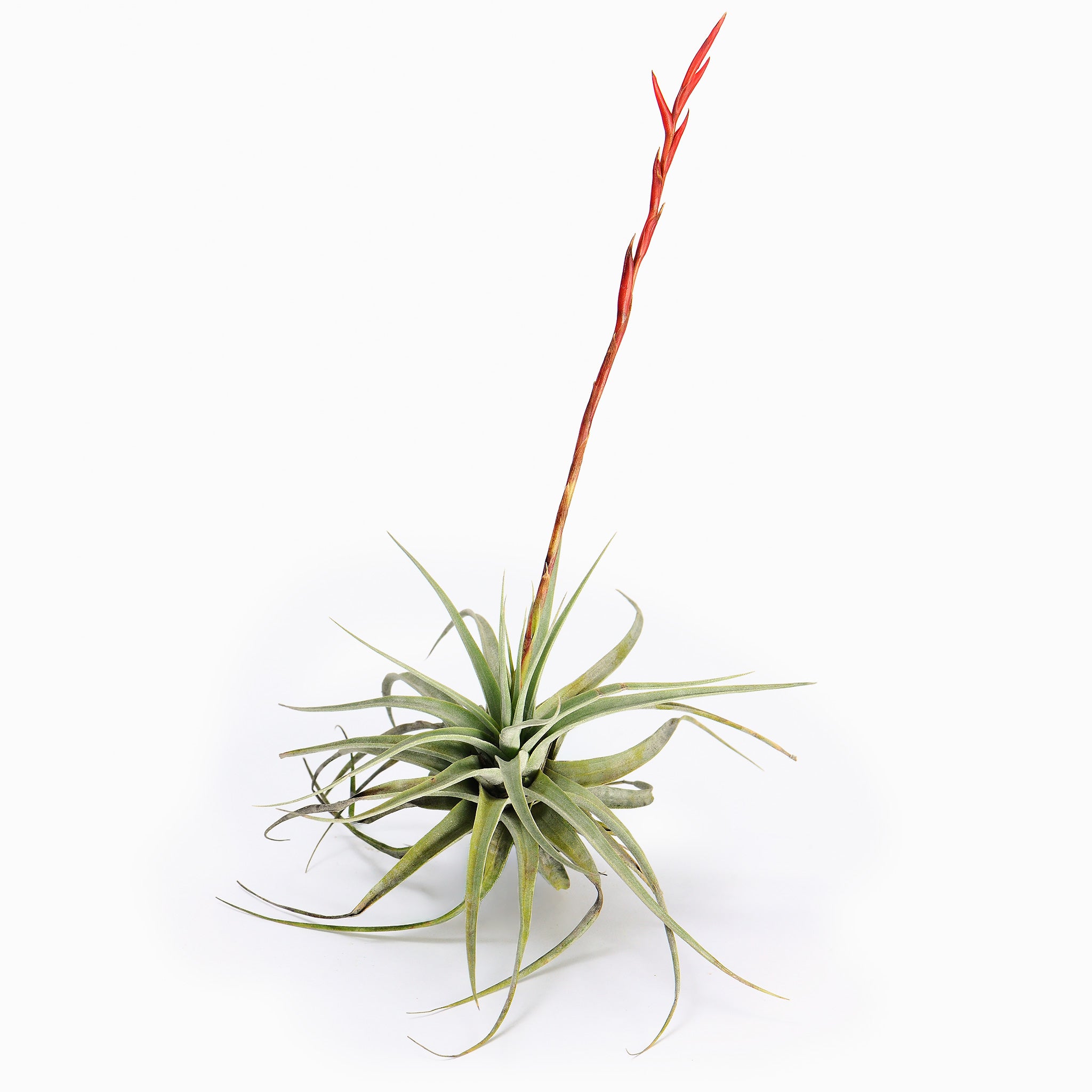 Tillandsia espinosae Air Plant
