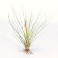 Tillandsia hammeri ‘Giant Form’ ex. PT Air Plant