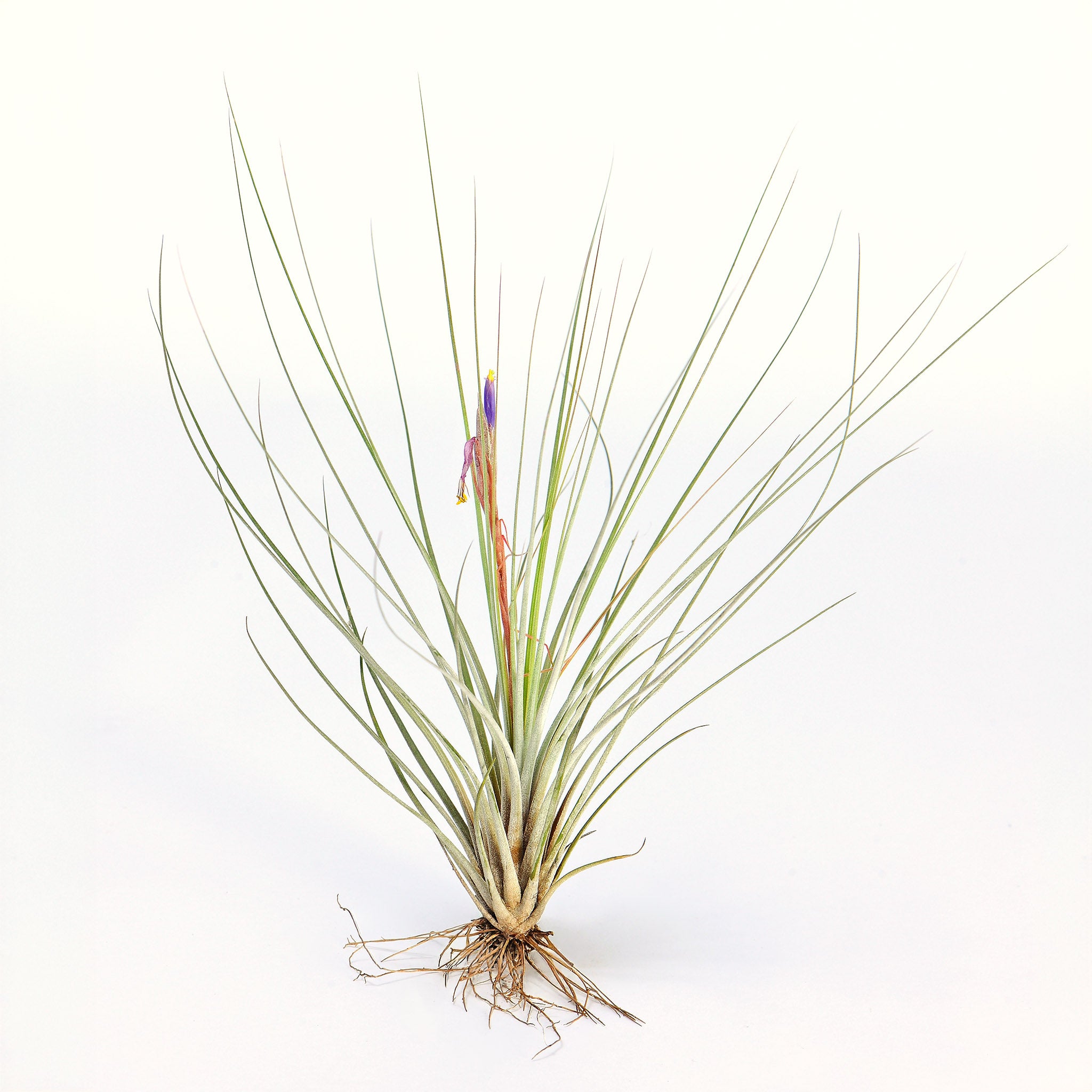 Tillandsia hammeri ‘Giant Form’ ex. PT Air Plant