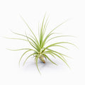 Tillandsia espinosae Air Plant