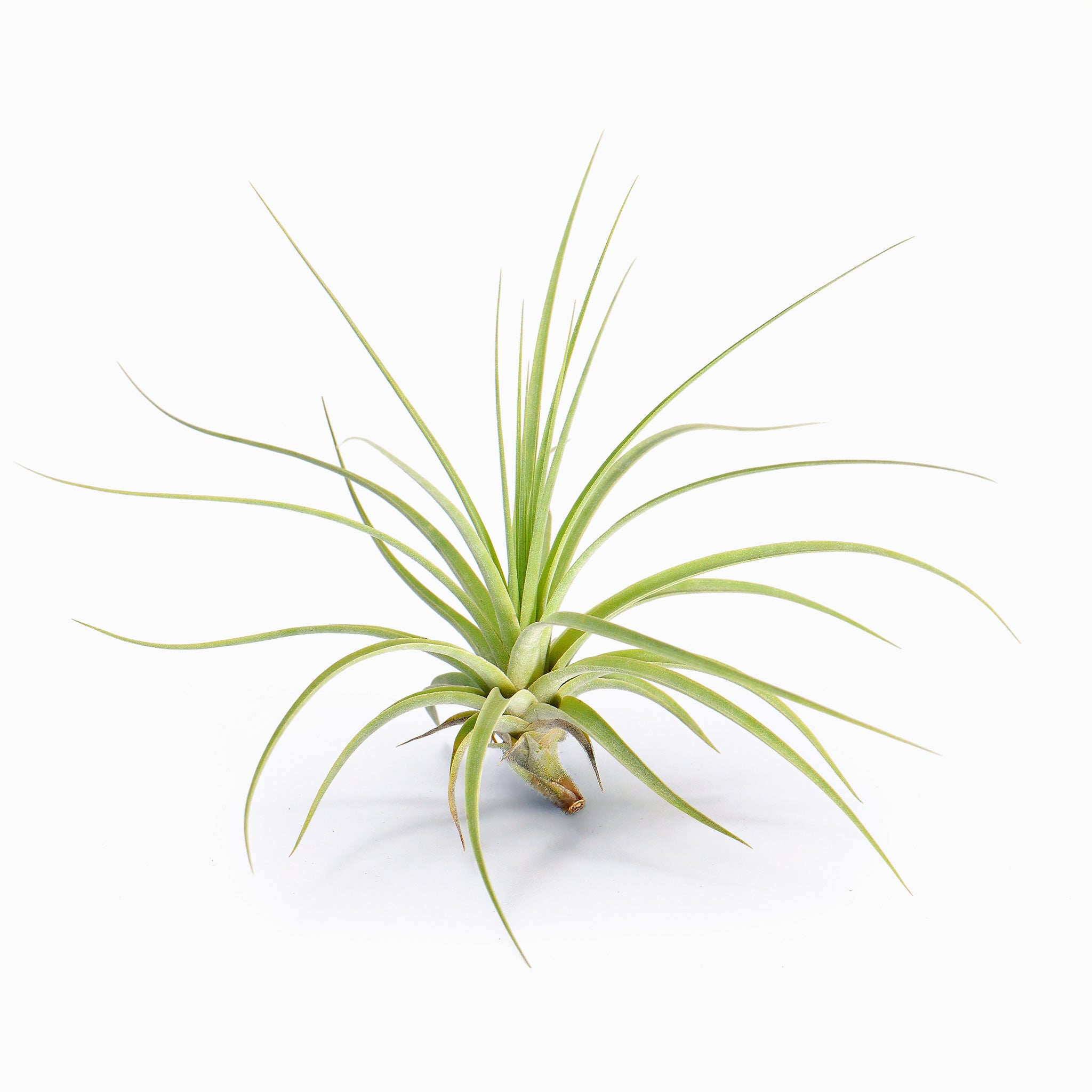 Tillandsia espinosae Air Plant