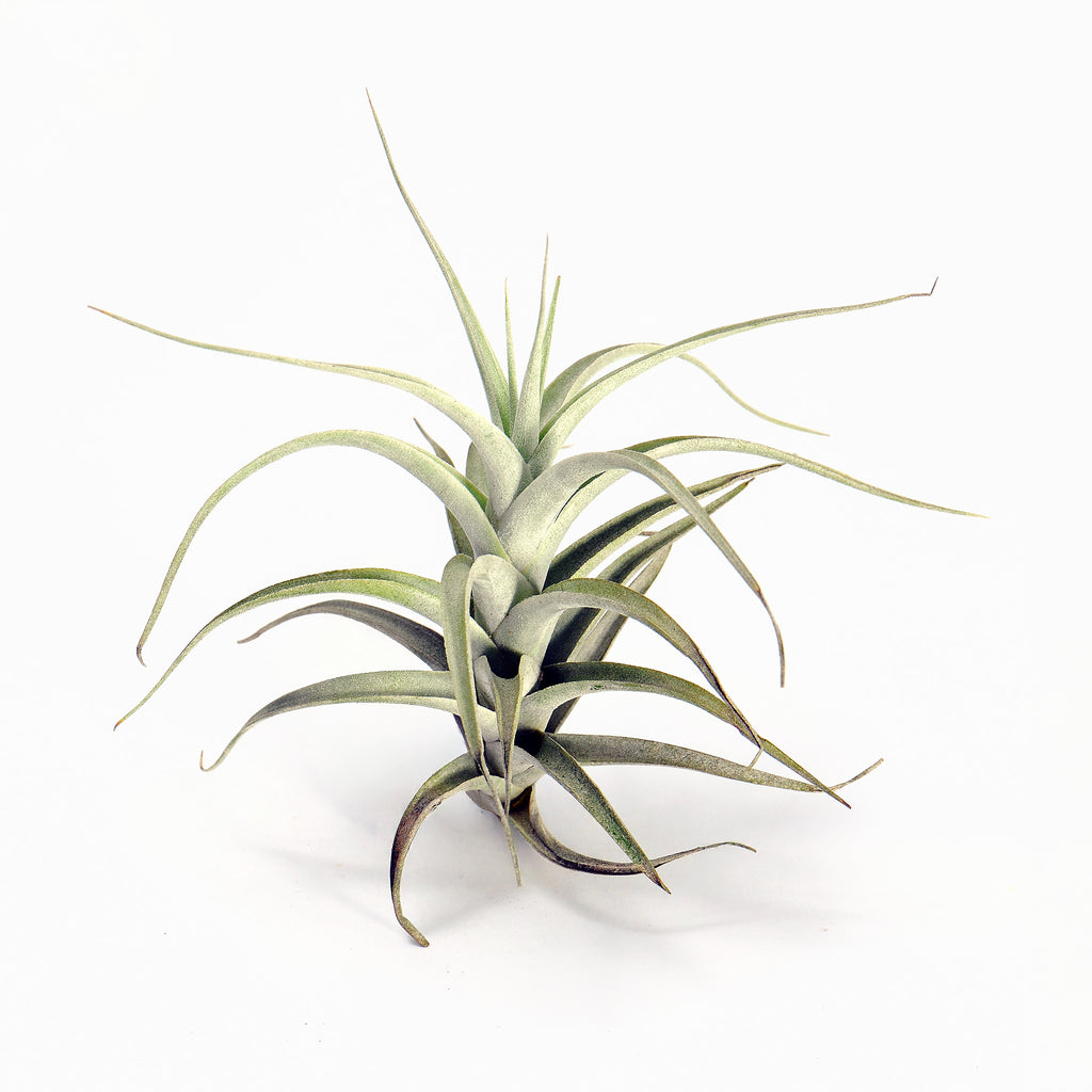 Tillandsia albida Air Plant