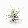 Tillandsia albida Air Plant
