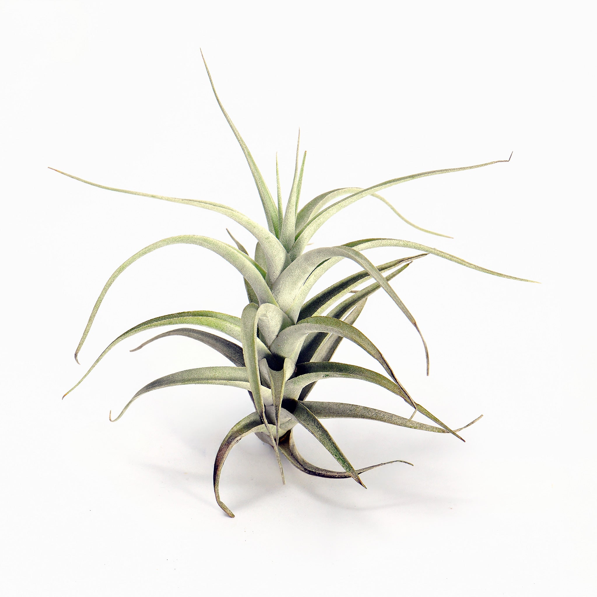 Tillandsia albida Air Plant