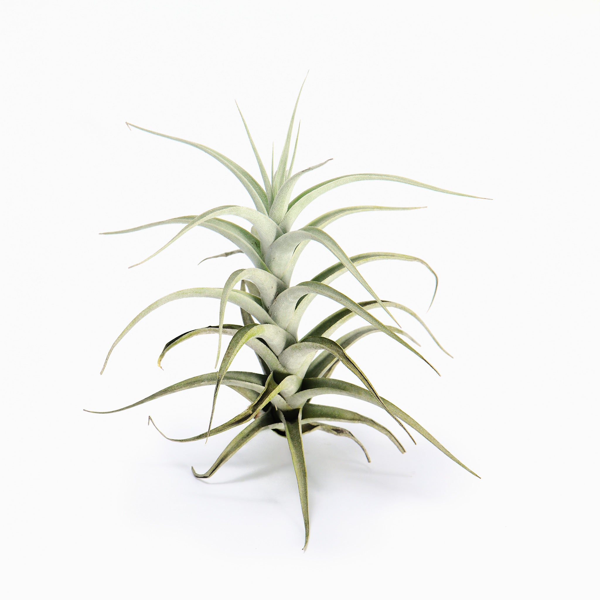 Tillandsia albida Air Plant