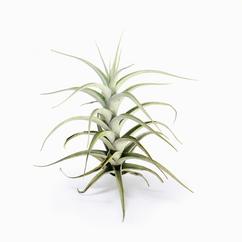 Tillandsia albida Air Plant