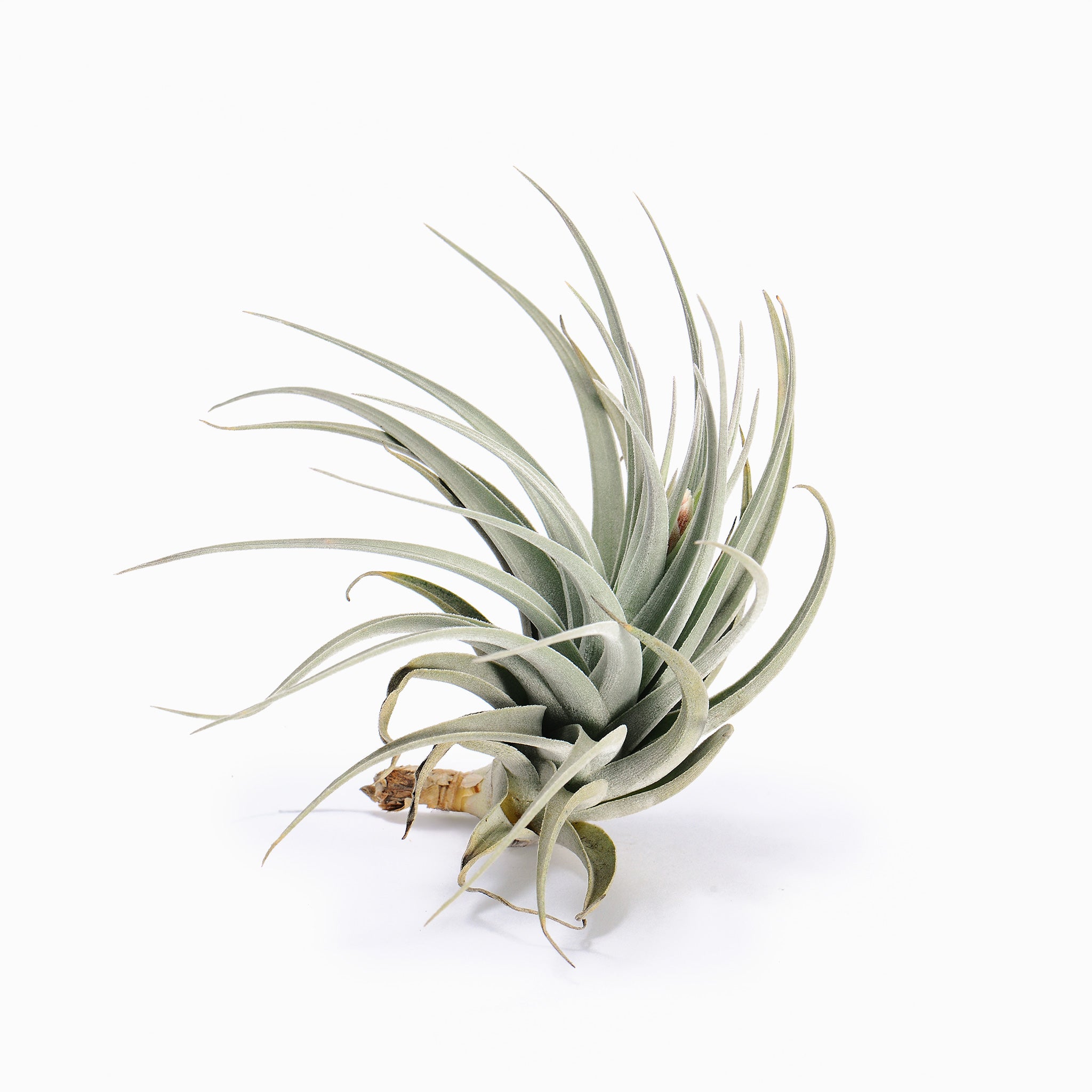 Living Frame Collection