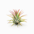 Tillandsia ionantha ‘Guatemala’ Air Plant