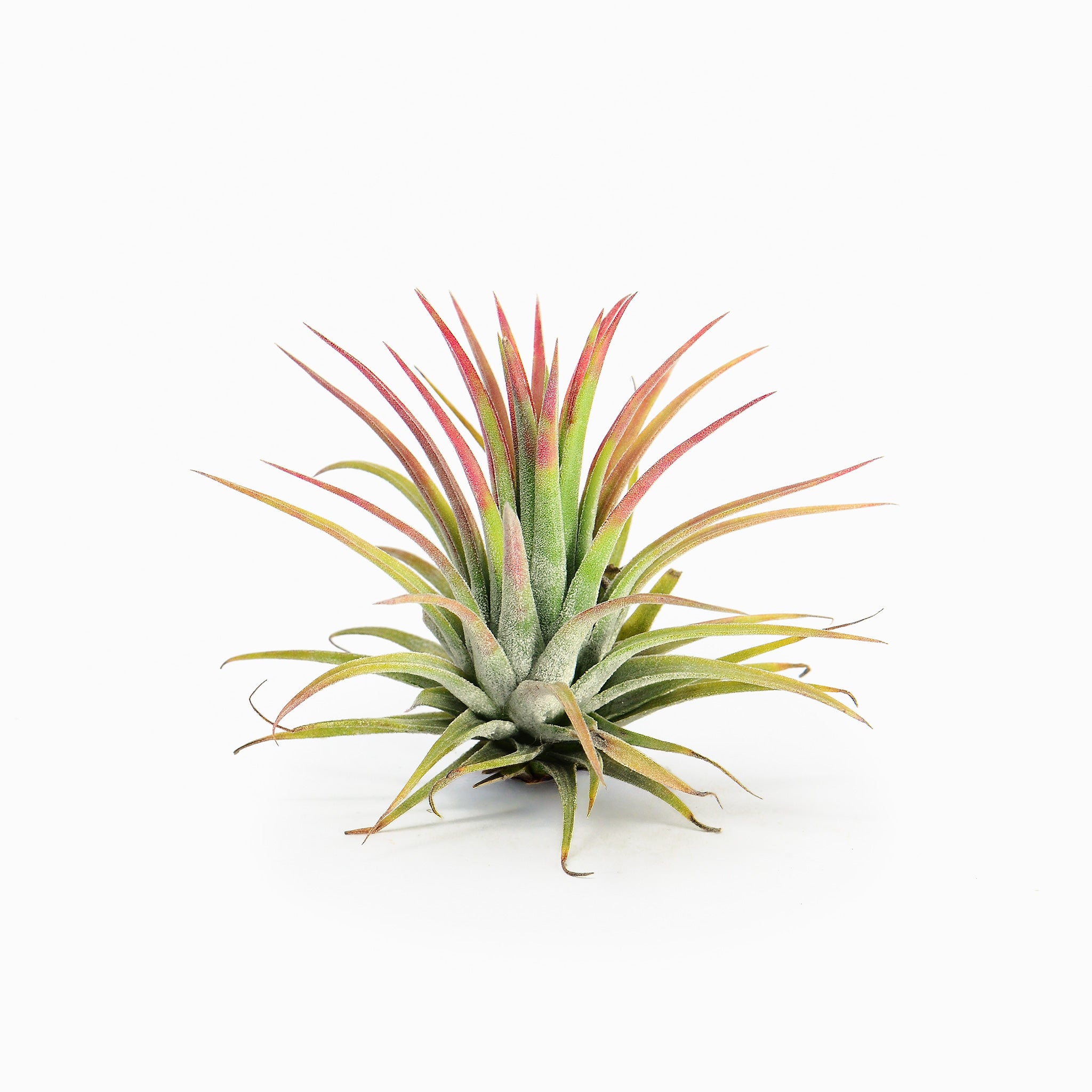 Tillandsia ionantha ‘Guatemala’ Air Plant