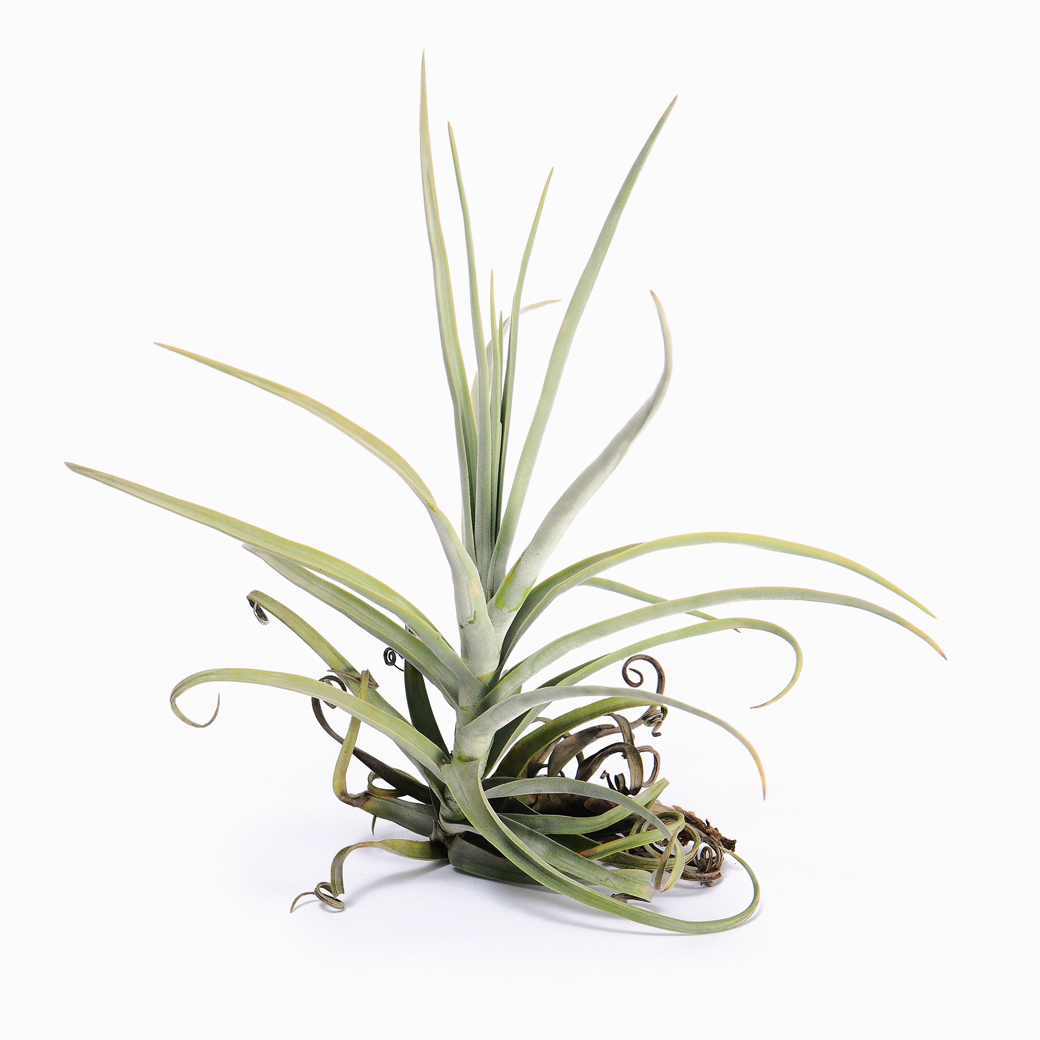 Tillandsia duratii var Saxatilis Air Plant