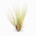 Tillandsia hammeri Air Plant