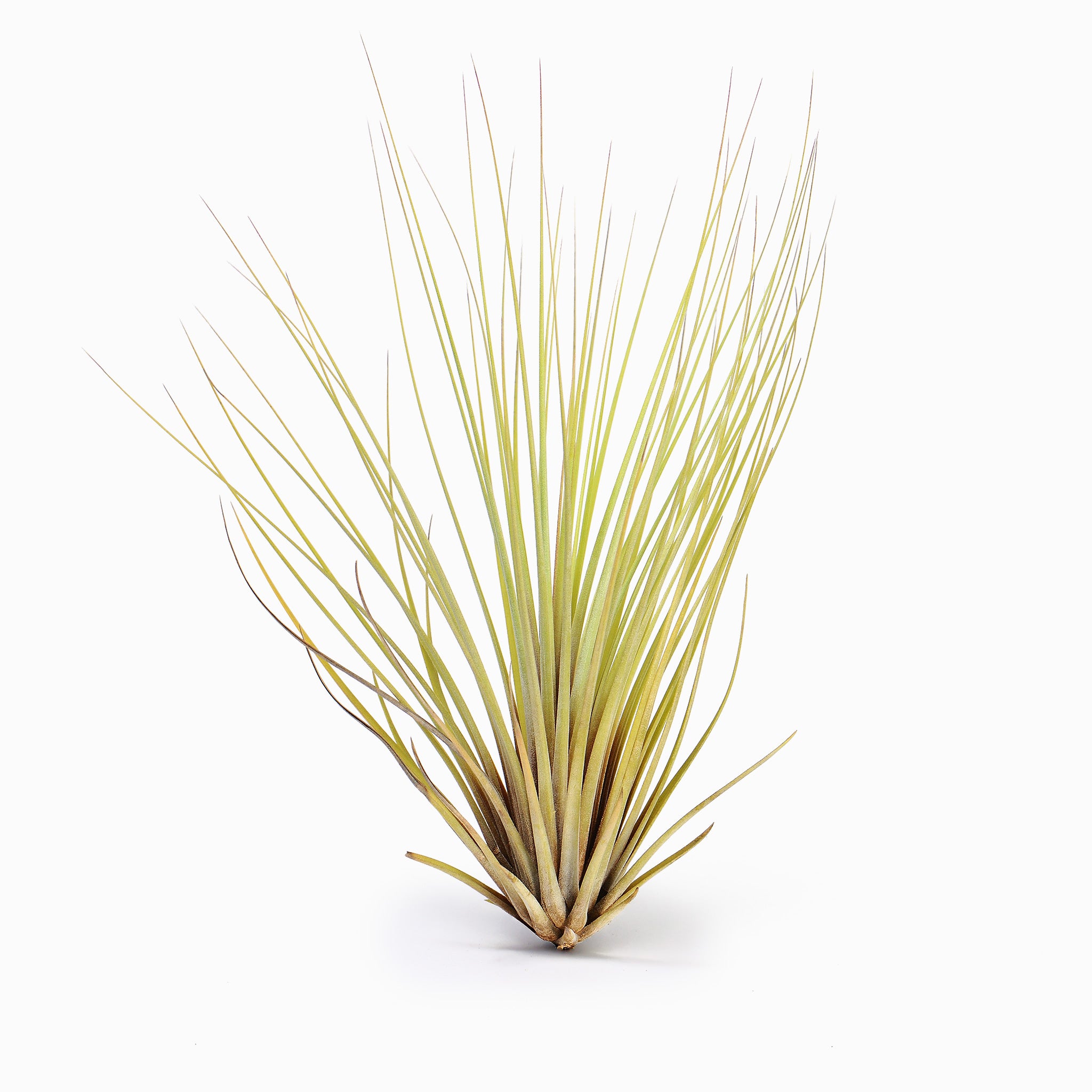 Tillandsia hammeri Air Plant
