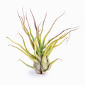 Tillandsia Showtime Air Plant