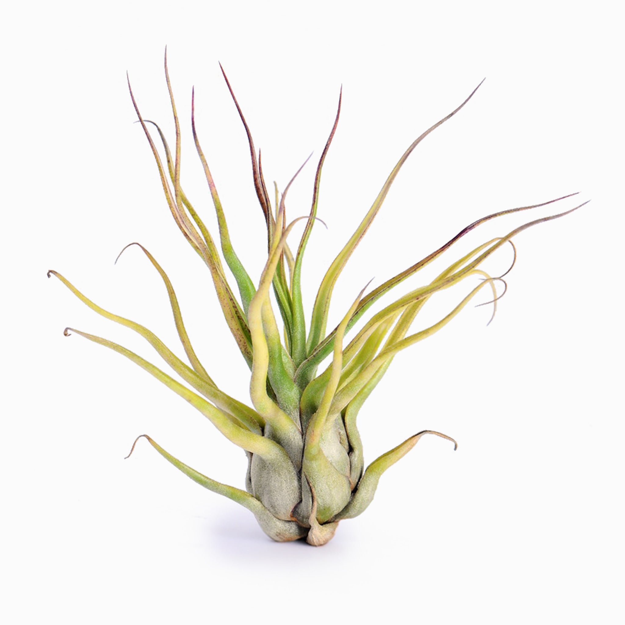 Tillandsia Showtime Air Plant