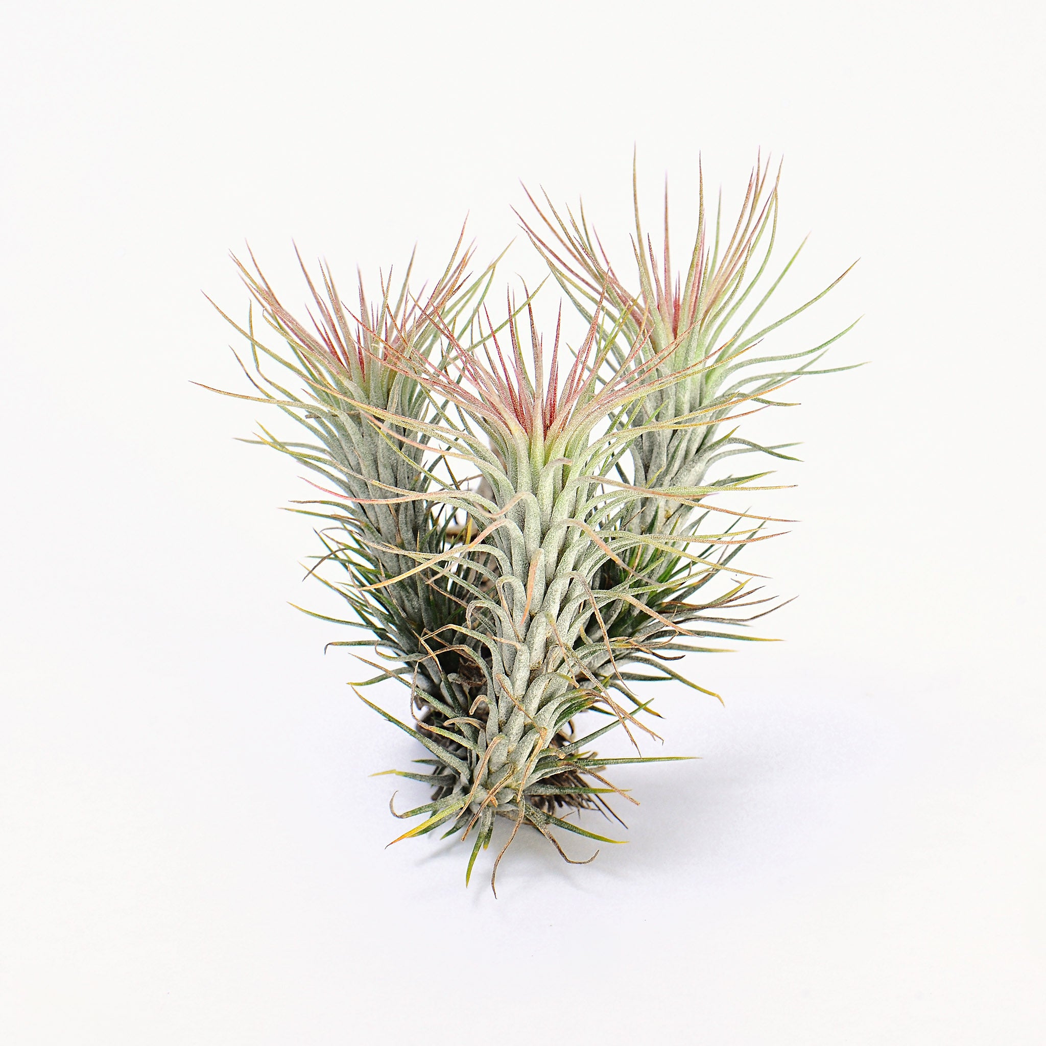 Tillandsia funckiana Air Plant