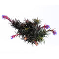 Tillandsia neglecta red