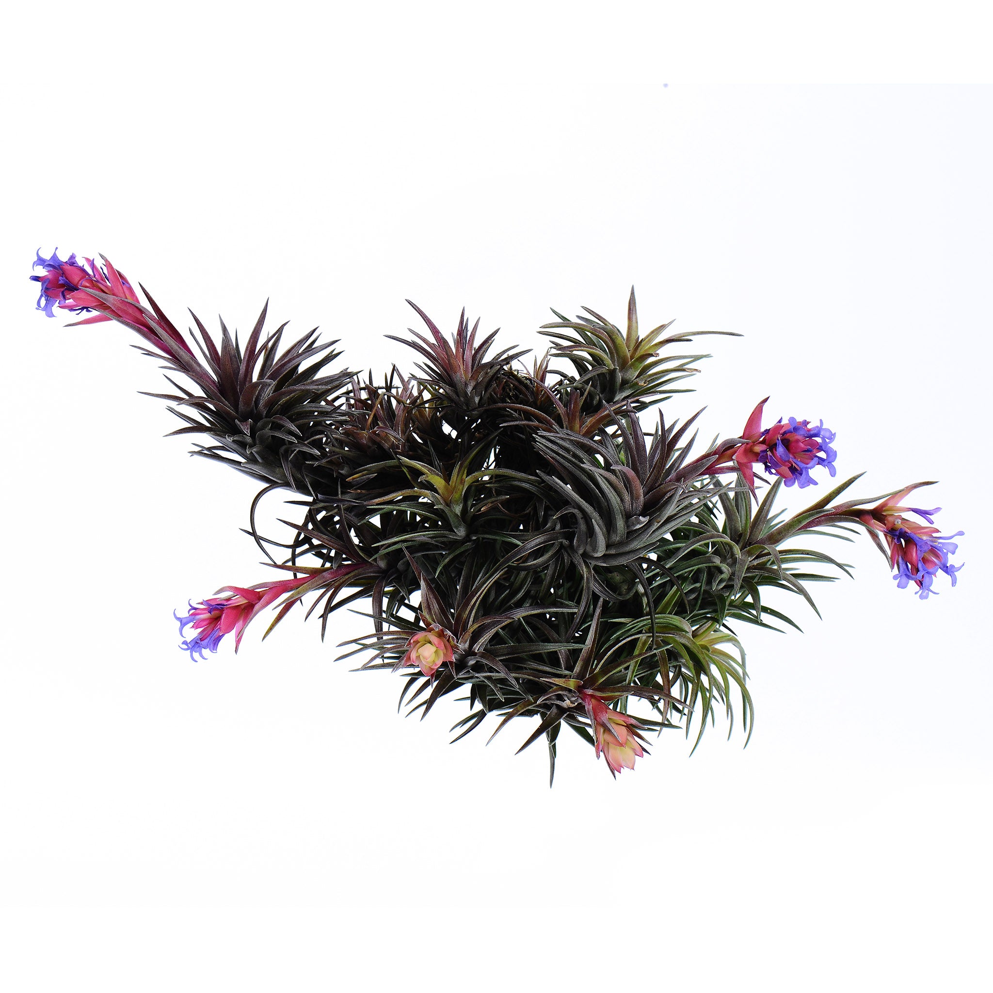 Tillandsia neglecta red