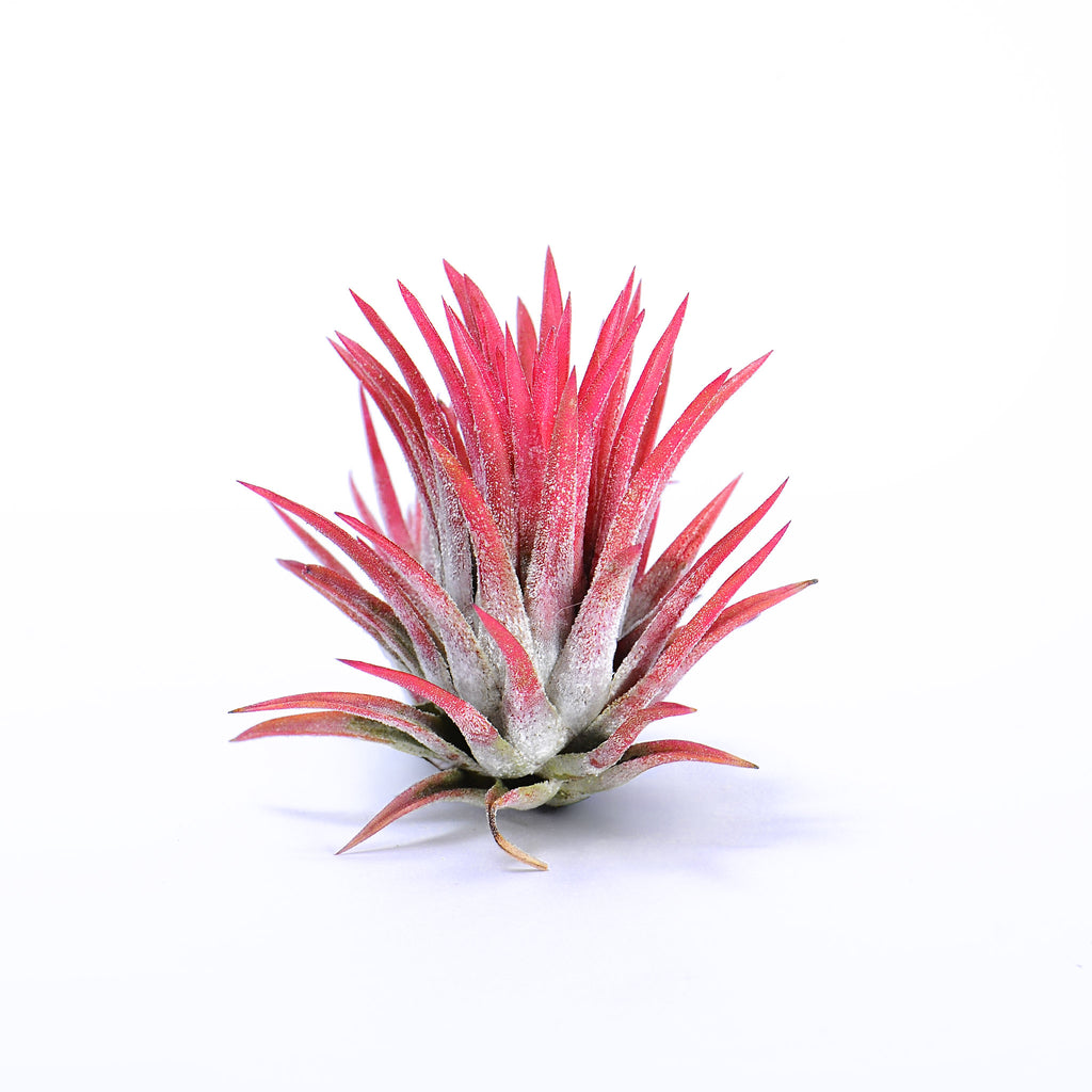 Tillandsia ionantha ‘Red 365’ Air Plant