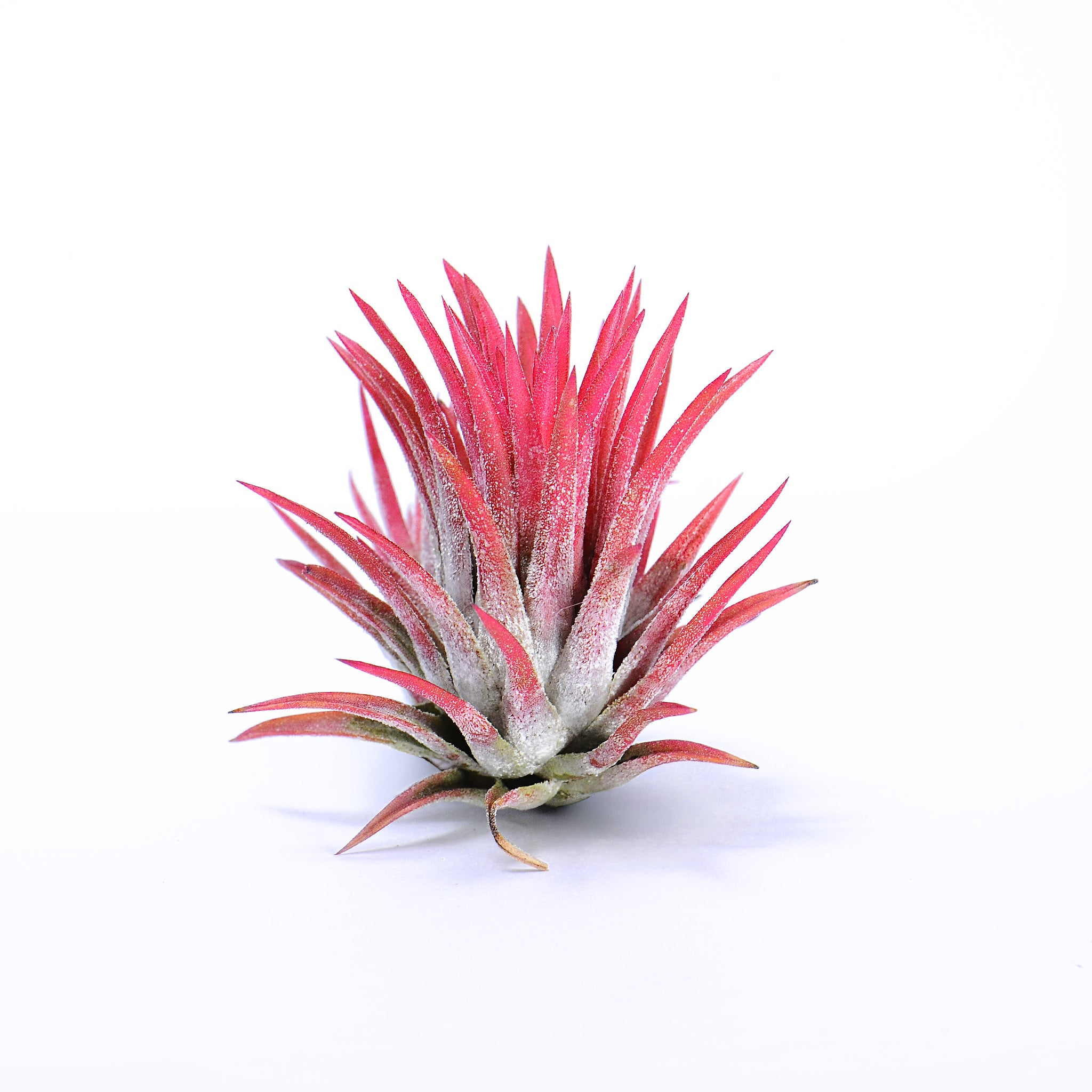 Tillandsia ionantha ‘Red 365’ Air Plant