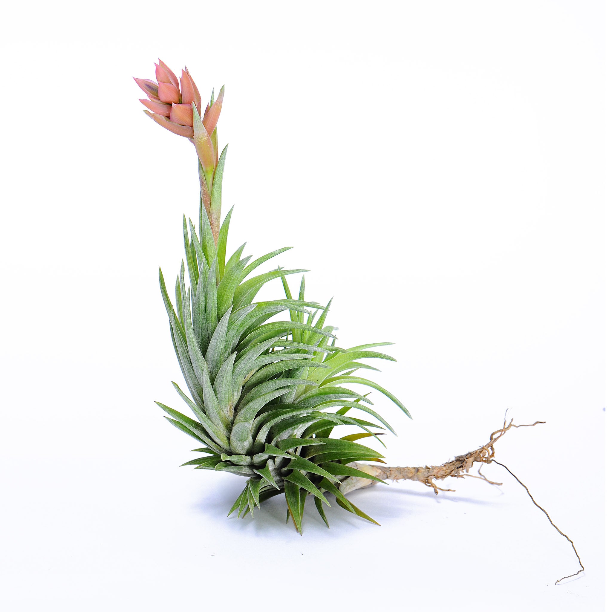 Tillandsia neglecta