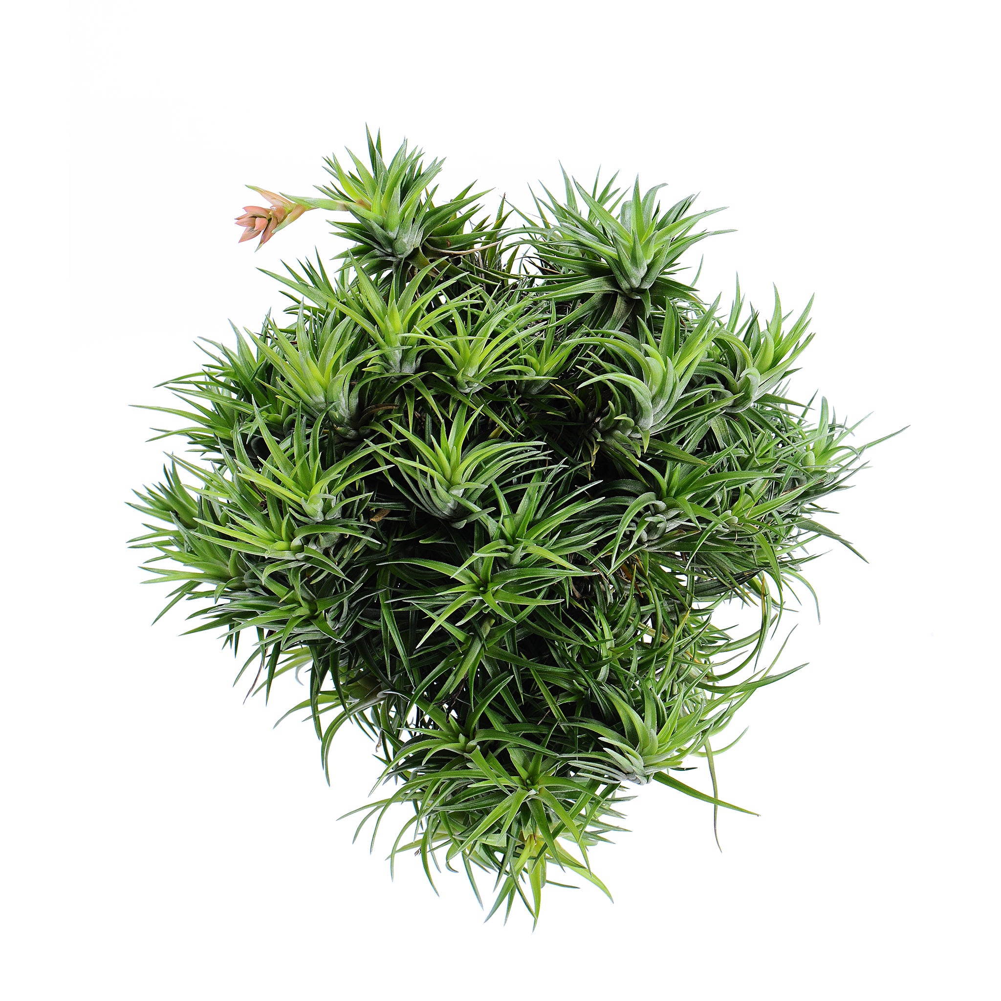 Tillandsia neglecta