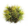 Tillandsia ionantha 'Thai Druid' Air Plant