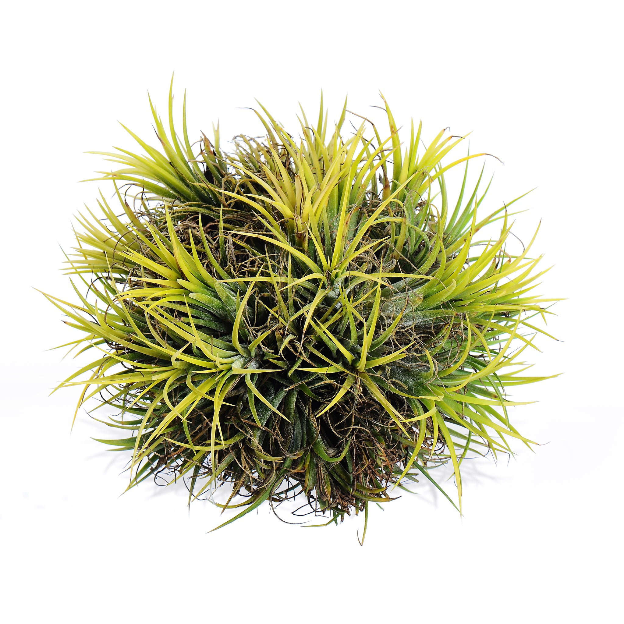 Tillandsia ionantha 'Thai Druid' Air Plant